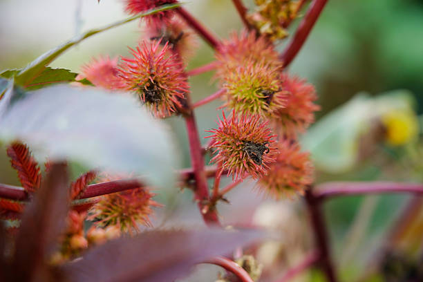 A vivid macro image featuring red spiky seed pods on a slender branch, dotted with water droplets. Soft blurred greenery in the background creates a calm, natural mood ideal for botanical themes.