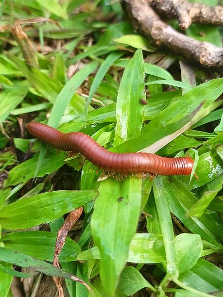 istock Millipedes among green grass 2253083601