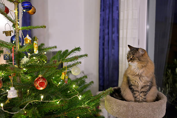 Domestic cat sitting in scratching post looking at illuminated Christmas tree branches