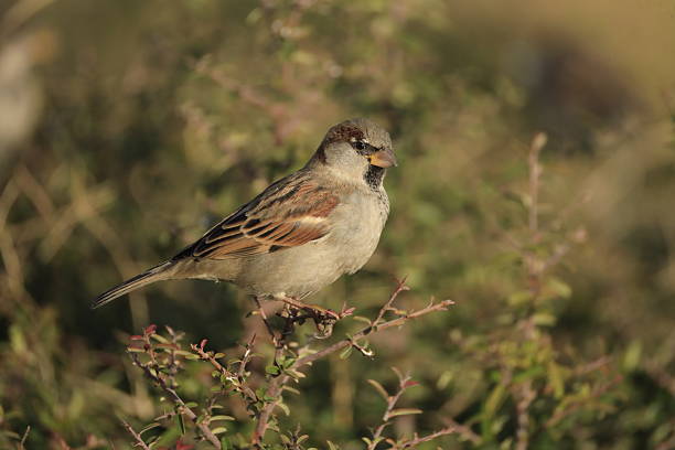 istock Male House Sparrow (Passer domesticus) perched on a tree branch with a blurred natural background. Close-up portrait of a common small bird, House Sparrow  standing on the ground foraging for food. Urban wildlife concept with a small bird in the city park 2253087215