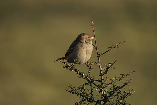 istock Male House Sparrow (Passer domesticus) perched on a tree branch with a blurred natural background. Close-up portrait of a common small bird, House Sparrow  standing on the ground foraging for food. Urban wildlife concept with a small bird in the city park 2253087476