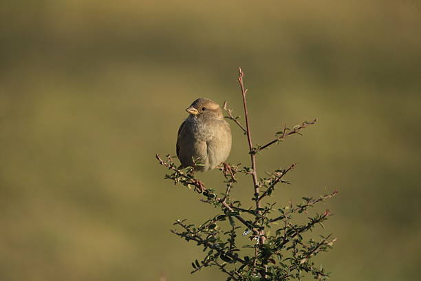 istock Male House Sparrow (Passer domesticus) perched on a tree branch with a blurred natural background. Close-up portrait of a common small bird, House Sparrow  standing on the ground foraging for food. Urban wildlife concept with a small bird in the city park 2253087548