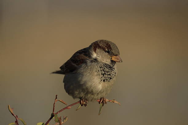 istock Male House Sparrow (Passer domesticus) perched on a tree branch with a blurred natural background. Close-up portrait of a common small bird, House Sparrow  standing on the ground foraging for food. Urban wildlife concept with a small bird in the city park 2253087568