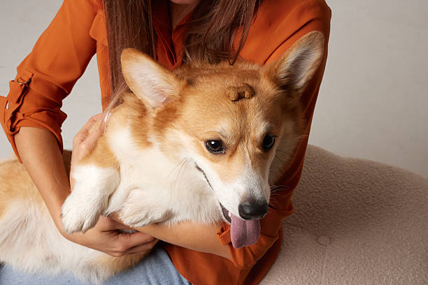 istock Corgi balancing treats on head during obedience training with owner closeup 2253088740
