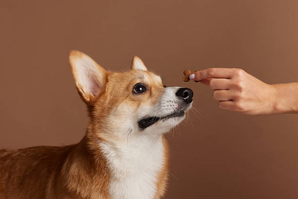istock Corgi focused on training treat reward held by owner hand on studio background 2253088750