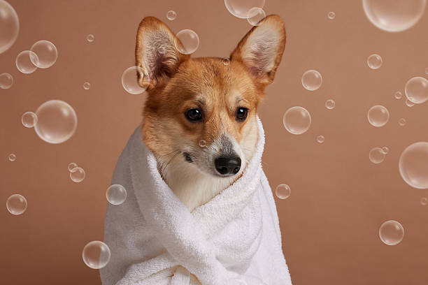 istock Corgi wrapped in towel with bubbles pet grooming bath hygiene concept 2253088752