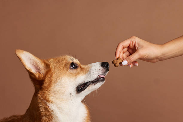 istock Corgi looking at treat in owner hand during obedience training in studio background 2253088756
