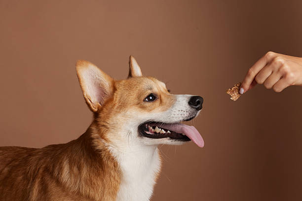 istock Hand giving dog treat to corgi during obedience training in studio 2253088761