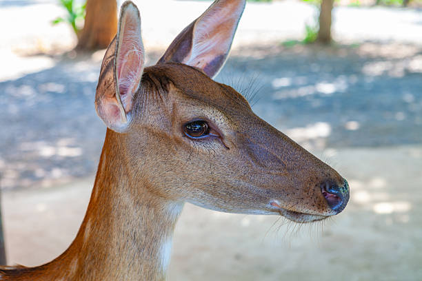 This image captures a detailed profile view of a deer's head, facing to the right. The focus is sharp on the animal's face, highlighting its soft brown fur, delicate whiskers, and large, alert ears. The dark eye reflects the ambient light, adding life to the portrait. The background consists of a soft, out-of-focus mix of sunlight and shadows on the ground, suggesting a tranquil park or forest environment.