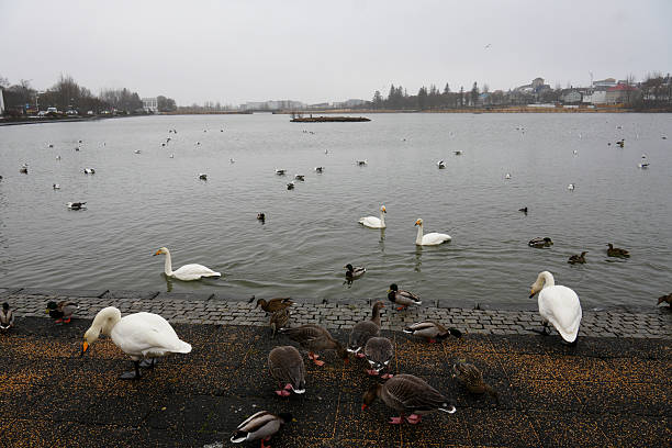 A swan walking on a footpath