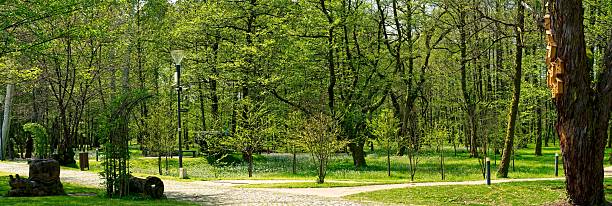 Musicians Park Shekvetili - Sunny Paved Path Through Lush Green Park