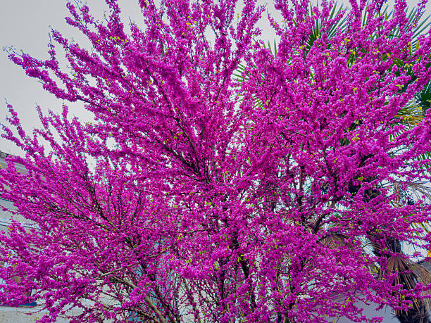 Batumi, Arjara, Georgia, Saqartvelo - Purple Judas Tree Blossoms in Spring Park with Daffodils