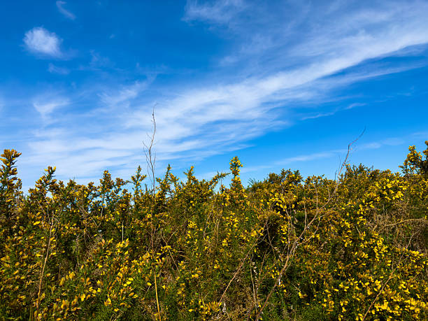 Blooming Yellow Gorse Bushes Against Distant Blue Mountain Landscape