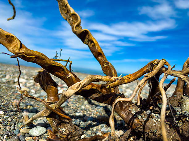 Gnarled Driftwood Roots on Pebble Beach Under Blue Sky