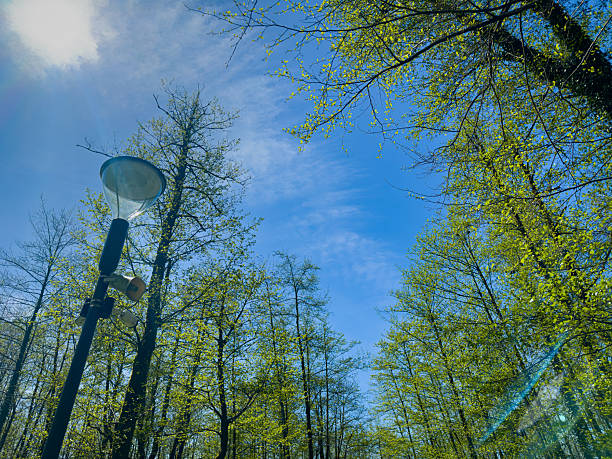 Lamp Post with Speaker and Cameras in Shekvetili Dendrological Park
