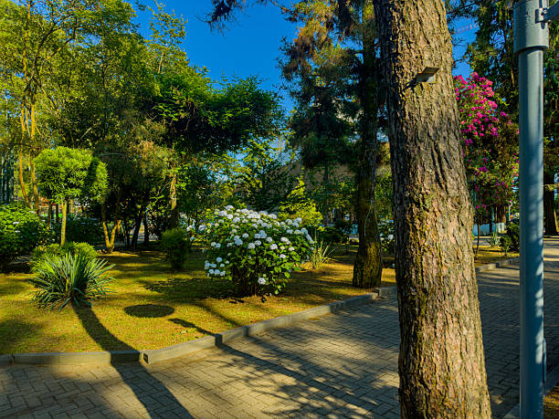 Stone Bench Amidst White Hydrangeas in Shekvetili Dendrological Park