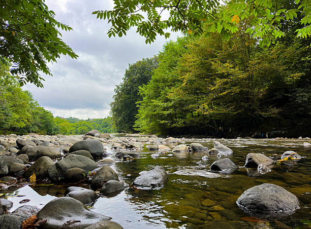 istock Shallow River Stream With Stones And Lush Green Forest Trees 2253099695