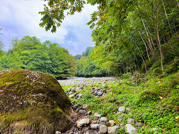 Shallow River Stream With Stones And Lush Green Forest Trees