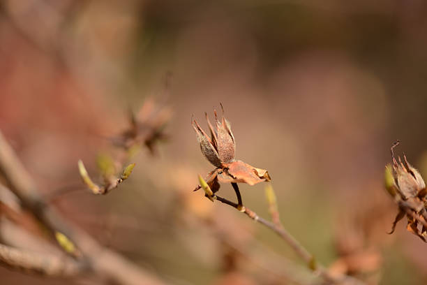 Stewartia koreana Korean stewartia tree showcasing smooth multi colored exfoliating bark and lush green foliage in the traditional garden environment