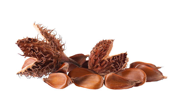 istock Beechnuts seeds isolated on white background. European beech nuts or Fagus sylvatica. Clipping path. 2253103093