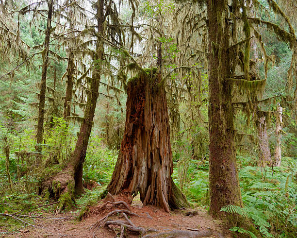 Large decaying tree stump standing among moss-draped trees in the lush temperate rainforest of Olympic National Park, Washington State, USA