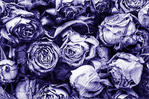 istock Dried blue purple roses texture background floral pattern withered flowers natural abstract close-up design wallpaper botanical dark mood wilted petals romantic melancholy arrangement vintage rustic 2253103788