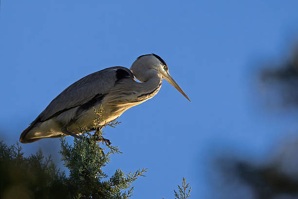 The Grey Heron is one of our largest members of the heron family and the largest in Europe. It is easily recogniseable by its large size, grey colouring and distinctive silhouette when flying. Its plumage is medium grey on the upperparts and white underneath. Flight feathers, remiges and rectrices are dark-brown resulting in a typical contrast between them and the rest of the body, which is easily seen during flight.