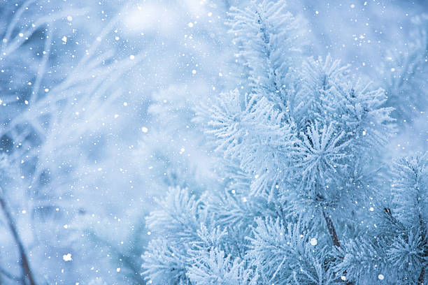 istock Frosted Pine Branches with Delicate Ice Crystals and Falling Snowflakes Against a Pale Blue and White Bright Winter Sky Background 2253104779