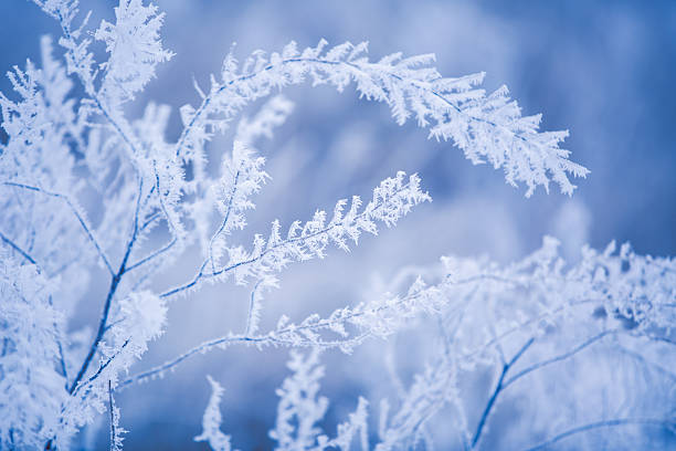 istock Delicate Thin Branches Covered in Intricate White Frost Crystals Against a Clear Blue Gradient Winter Sky in a Low Angle View 2253104782
