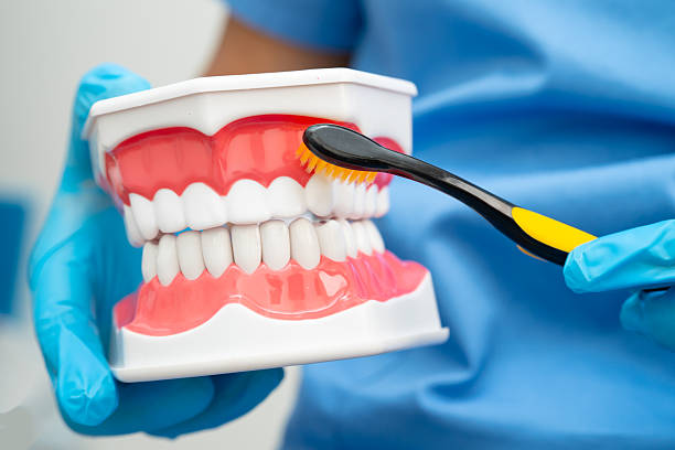istock Doctor clean teeth denture with toothbrush for teach patient and dentist studying about dentistry. 2253104812