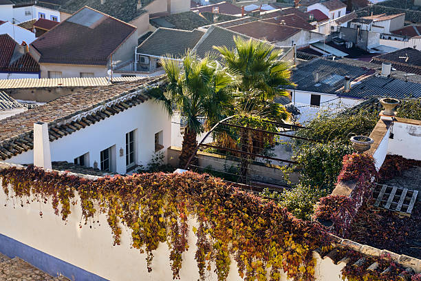 View of Campo de Criptana village rooftops with palm trees and vine covered walls in La Mancha Spain part of the Don Quixote route scenery. This image can be used for travel tourism and cultural themes.