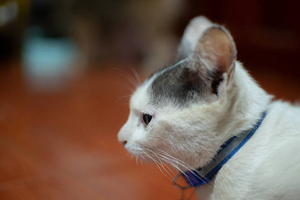 A close-up, side view portrait of a domestic white cat with grey patches on its head, wearing a bright blue collar, sitting on a wooden floor with a blurred background.