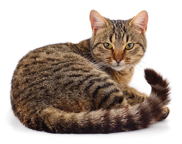 A beautiful adult tabby cat curled up and looking at the camera, isolated on a white studio background.