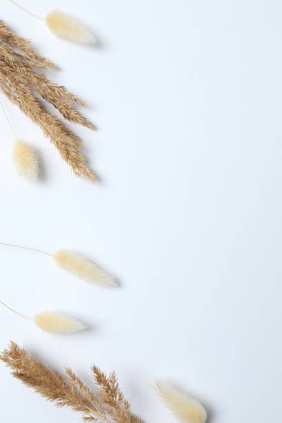 istock Dry flowers on white background 2253107586