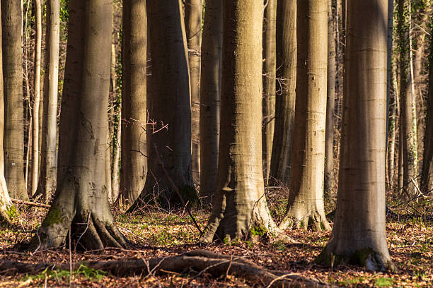 Tree trunks illuminated in the evening light of the setting sun. Hallerbos, Belgium in late winter.