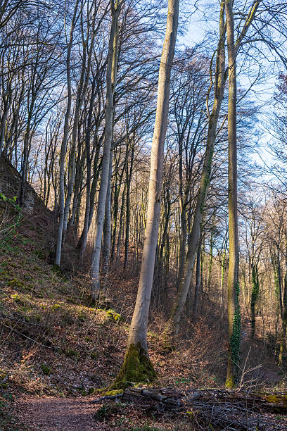 istock Forest scene near Echternach in Luxemboutgh 2253107748