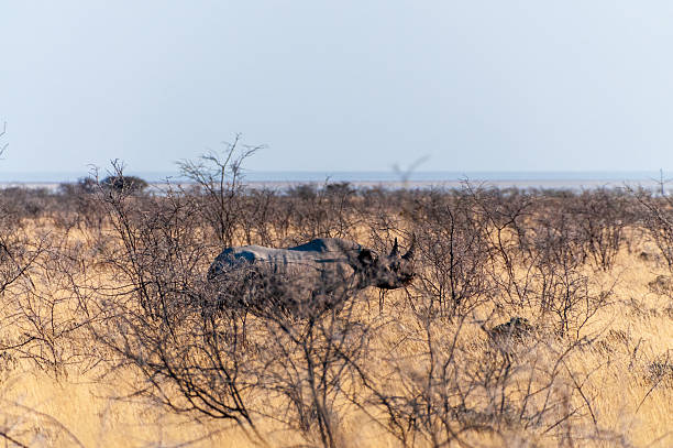 Telephoto of a black Rhinoceros -Diceros bicornis- grazing on the plains of Etosha natiional park.