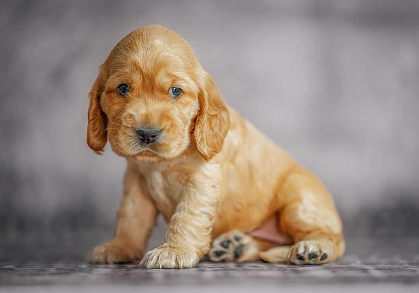 istock Funny and cute spaniel puppy sitting on a gray studio background 2253108605