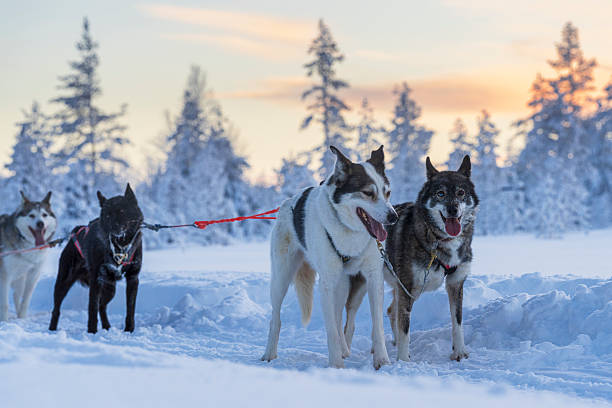 Huskies dogs in harness pulling a sled along the track through the forest, sunset scene, Lapland, Finland