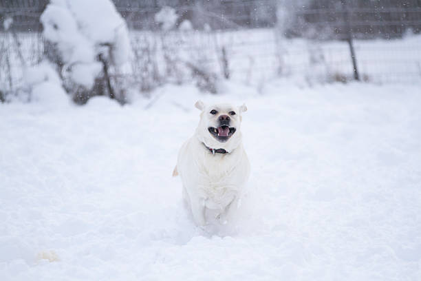 In a wintery park, two golden retrievers are joyfully playing together in the snow