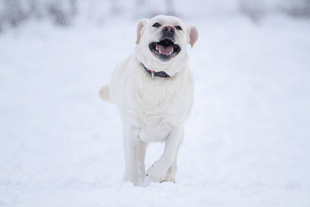 istock Happy Labrador Retriever Running Through Fresh Winter Snow. 2253110447