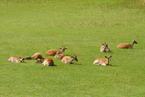 istock A herd of deer are laying down in a grassy field 2253112327