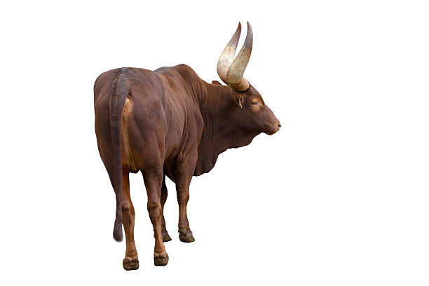 brown buffalo with horns isolated on a white background