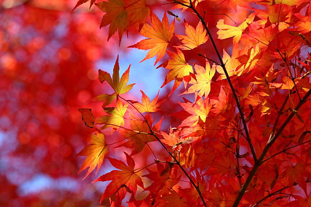 istock Brilliant autumn leaves 2253113570