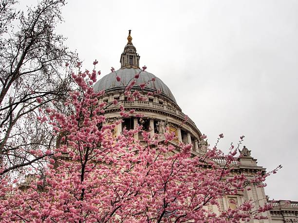 LONDON, UK - APRIL 3, 2015: A detailed view of the dome of St Paul's Cathedral framed by pink cherry blossoms (sakura) in full bloom. The historic Baroque cathedral, designed by Sir Christopher Wren, is a major landmark in the City of London.