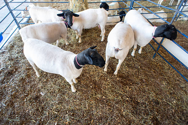 Top view of several Dorper sheep, characterized by their black head and white body, at an agribusiness fair.