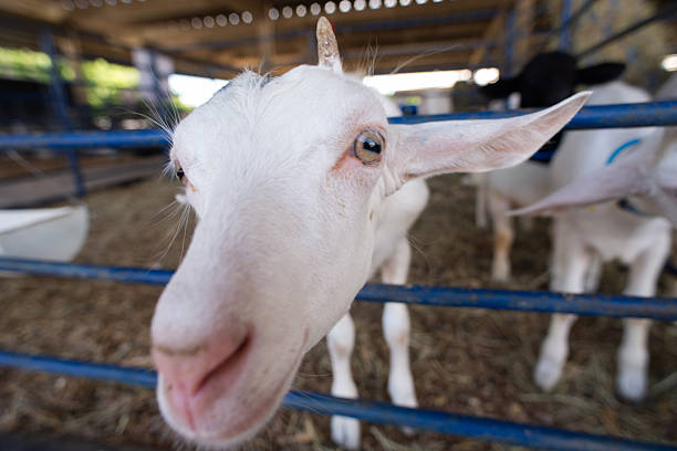 Detailed close-up of the snout and eyes of a curious white goat behind a blue fence on a farm.