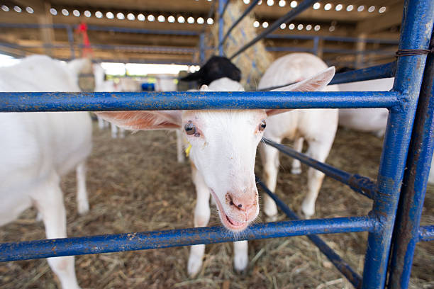Extreme close-up of the head of a white goat, highlighting its light eyes and long ears in a farm setting.