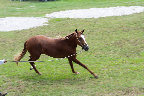 A chestnut horse in dynamic motion during a gallop in a grassy area, displaying agility and strength.