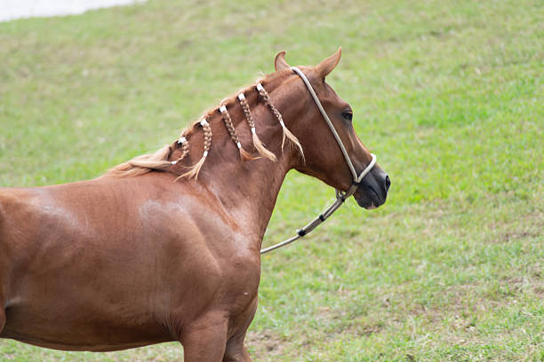 baby horse running